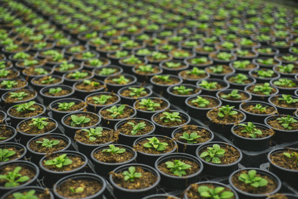 community-operated greenhouses