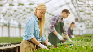Community-operated greenhouses
