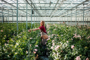 Greenhouse worker