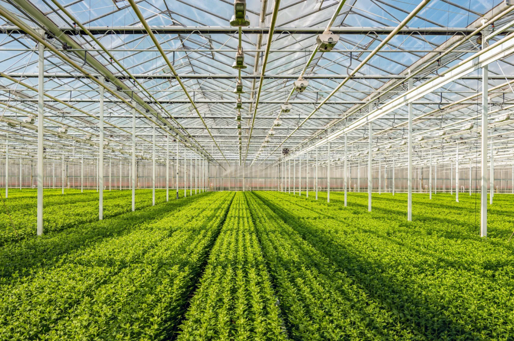 Inside a large greenhouse with rows of green seedlings and a metal framework overhead of pipes and glass panels.