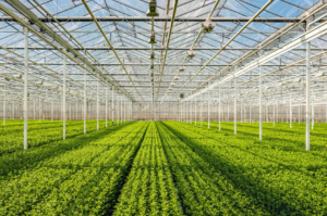 Inside a large greenhouse with rows of green seedlings and a metal framework overhead of pipes and glass panels.
